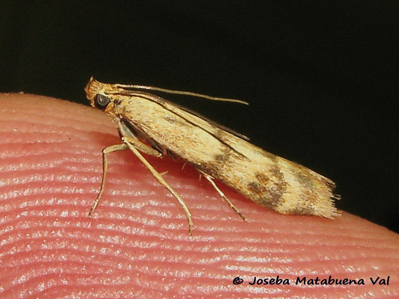 Homoeosoma sinuella - Pyralidae